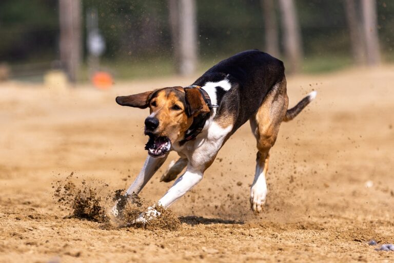 The Rise of Twenty20 Cricket: Impact and Criticisms